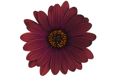 Margarita-Rioja-Red-flower.gif