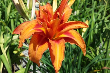 Misty-Dawn-Flower-thumbnail.jpg