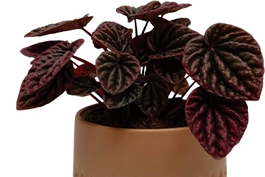 Peperomia-Burgundy-Variety-Thumbnail.jpg