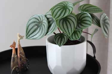 Peperomia-Watermelon-Variety-Thumbnail.jpg