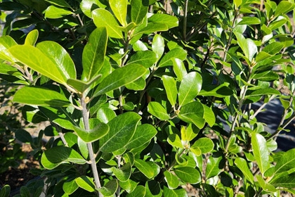 Pittosporum-Green-Lustre-Variety-Thumbnail.jpg