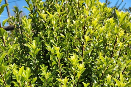 Pittosporum-Jade-Variety-Thumbnail.jpg
