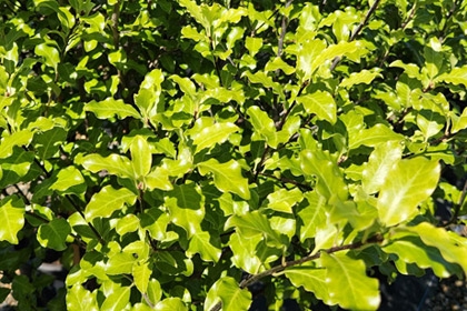 Pittosporum-Tasman-Ruffles-Variety-Thumbnail.jpg