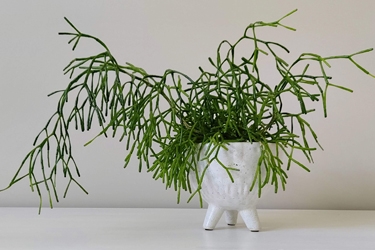 Rhipsalis-Variety-Thumbnail0.jpg