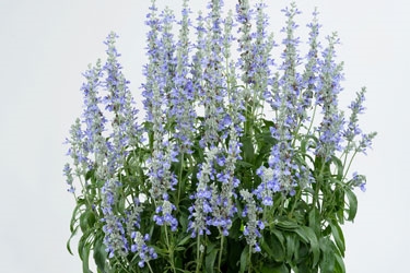 Salvia-sallyfun-skybluee-th.jpg