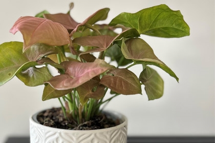 Syngonium-Neon-Variety-Thumbnail.jpg