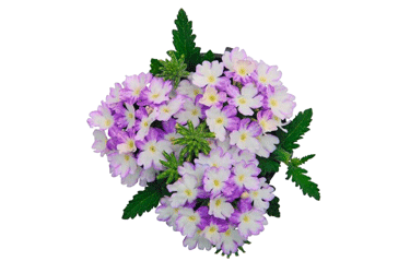 Verbena-Wicked---Blue.gif