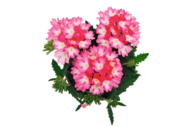 Verbena-Wicked---Hot-Pink-c.gif
