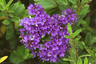 beverley-hills-flower.gif