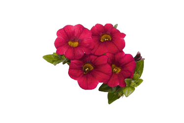 calibrachoa-cherry-red.gif