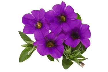 calibrachoa-dark-lavender.gif