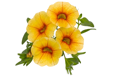 calibrachoa-pineapple.gif