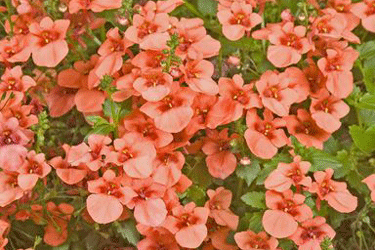 diascia-orange.gif