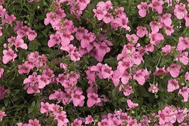 diascia-pink.gif