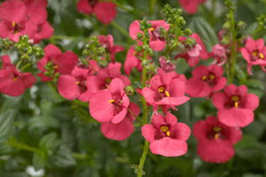 diascia-ruby.gif