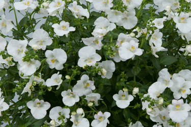 diascia-white.gif