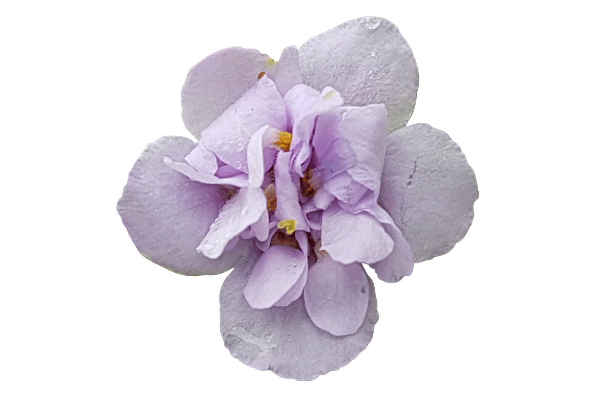 double-lavender-flower.gif