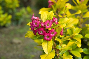 Escallonia laevis Gold Brian