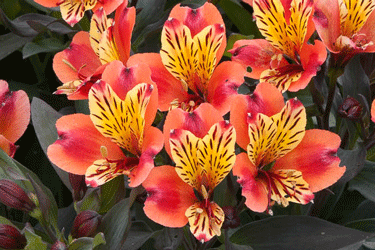 indian-summer-flower.gif