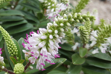 laguna-beach-flower0.gif
