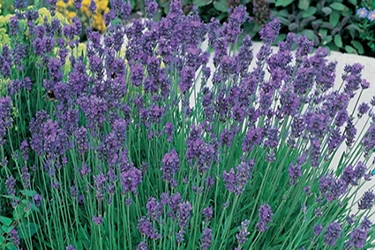 lavender_munstead.jpg