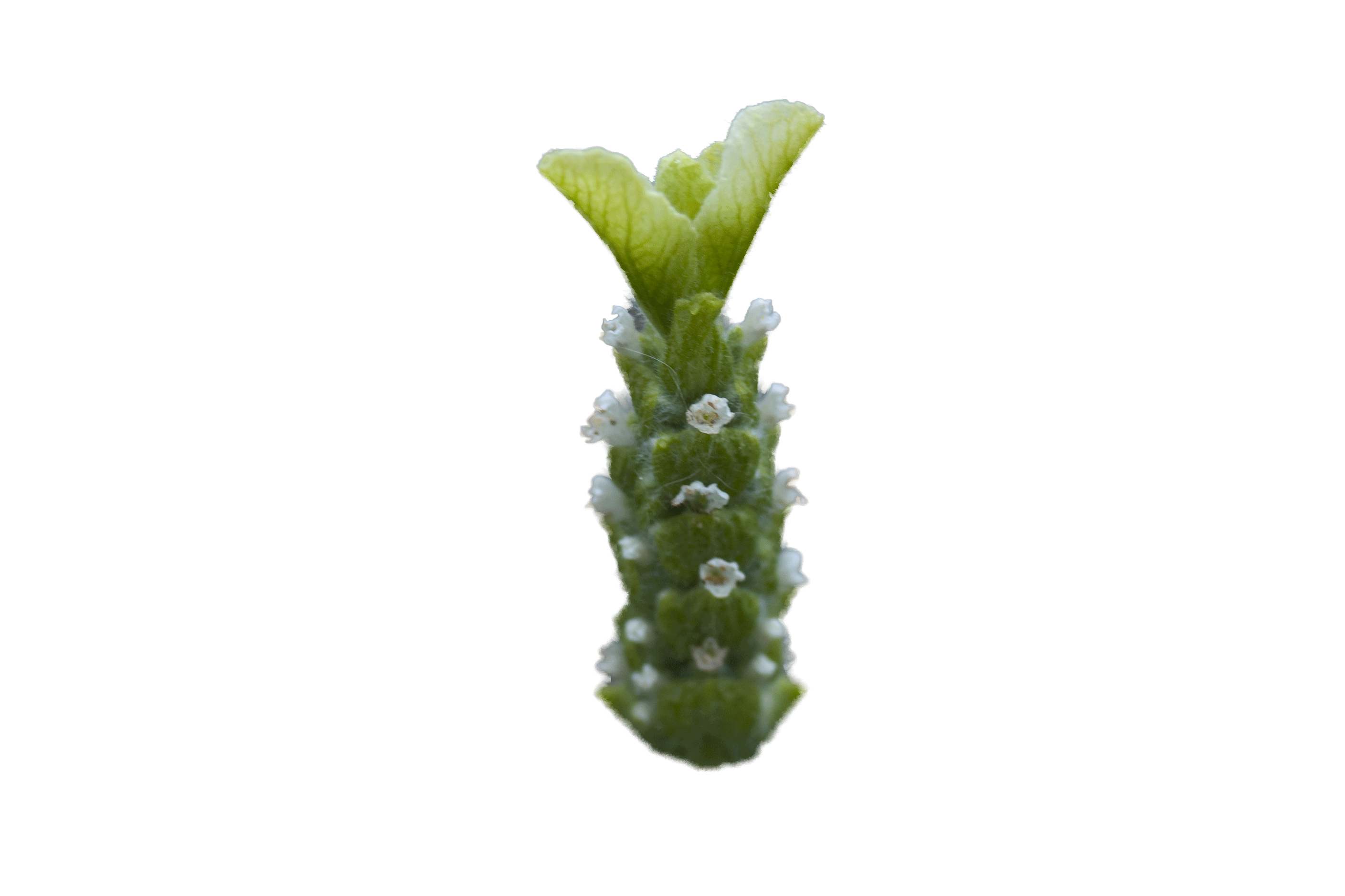 lemon-leigh-flower0.gif
