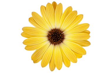 osteospermum-yellow.png