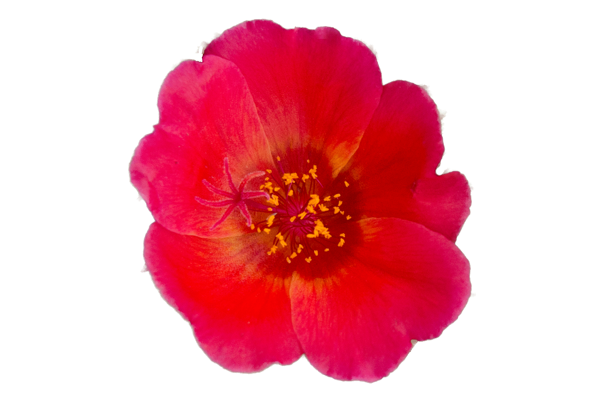 red-glow.gif