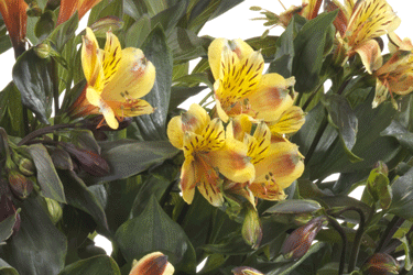 summer-breeze-flower.gif