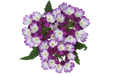 wicked-purple.gif