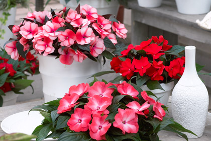 Impatiens